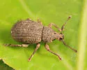 Phyxelis rigidus - photo 4