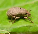 Phyxelis rigidus - photo 5