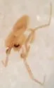 Piabuna pallida