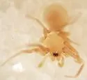 Piabuna pallida - photo 3