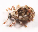 Piazorhinus pictus - Piazorhinus pictus
