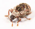 Piazorhinus pictus - photo 2