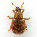Piazorhinus pictus - photo 3