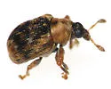 Piazorhinus pictus - photo 4
