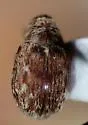 Piazorhinus pictus - photo 5
