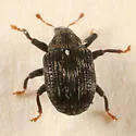Piazorhinus scutellaris