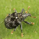 Piazorhinus scutellaris - photo 2