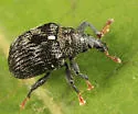 Piazorhinus scutellaris - photo 3