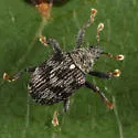 Piazorhinus scutellaris - photo 4