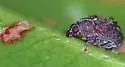 Piazorhinus tuberculatus