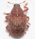 Piazorhinus tuberculatus - photo 2