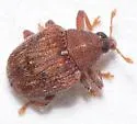 Piazorhinus tuberculatus - photo 3