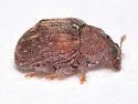 Piazorhinus tuberculatus - photo 4