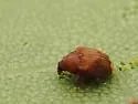 Piazorhinus tuberculatus - photo 5