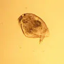 Picripleuroxus denticulatus - photo 2