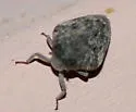 Picumna maculata - Picumna maculata