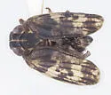 Picumna maculata - photo 2