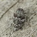 Picumna maculata - photo 3