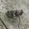 Picumna maculata - photo 4
