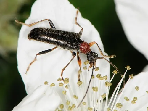Stripe-legged Long-horned Beetle