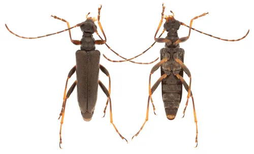 Stripe-legged Long-horned Beetle - photo 2