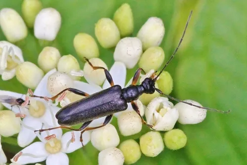 Stripe-legged Long-horned Beetle - photo 3