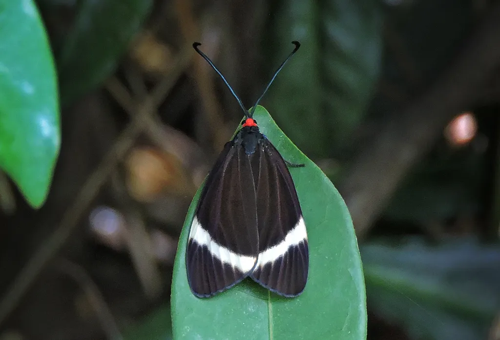Pidorus atratus - photo 2