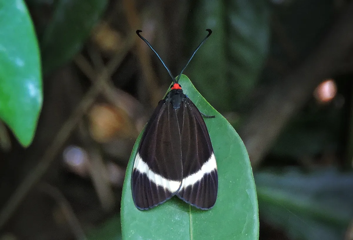 Pidorus atratus - photo 3
