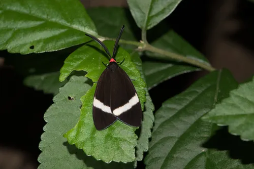 Pidorus atratus - photo 5