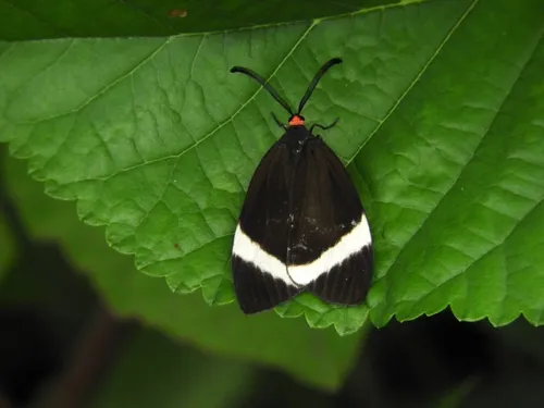 Pidorus atratus - photo 6