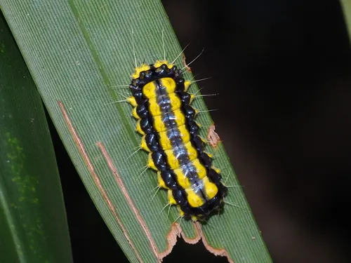Pidorus atratus - photo 7