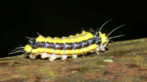 Pidorus atratus - photo 8