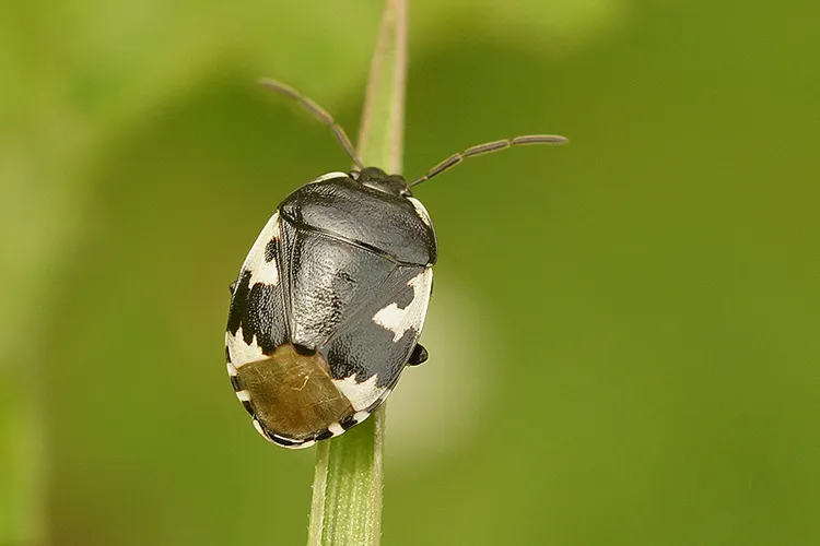Pied Shieldbug - photo 3