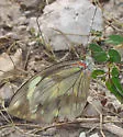 Painted White - Hodges#4189.3