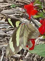Painted White - Hodges#4189.3 - photo 2
