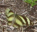 Painted White - Hodges#4189.3 - photo 3