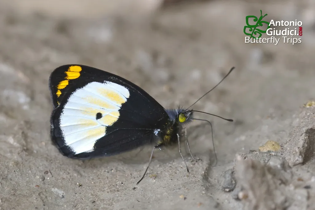 Whites, Sulphurs, Yellows - photo 3