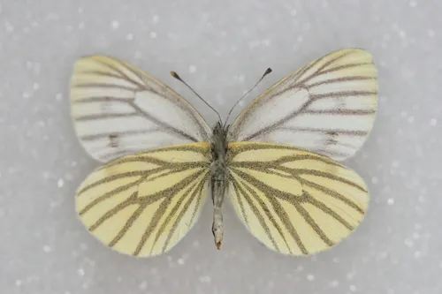 Arctic White - Hodges#4195.5