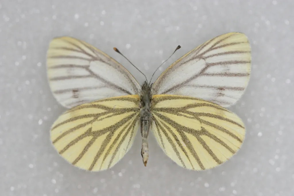 Arctic White - Hodges#4195.5 - photo 2