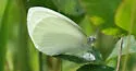 Mustard White - Hodges#4195.1 - photo 3