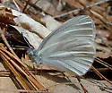 West Virginia White - Hodges#4196