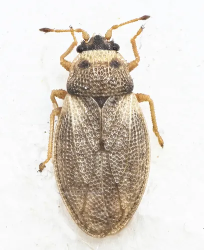 Piesma capitatum