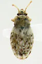 Piesma costata
