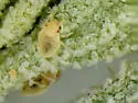 Piesma costata - photo 4