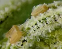 Piesma costata - photo 5