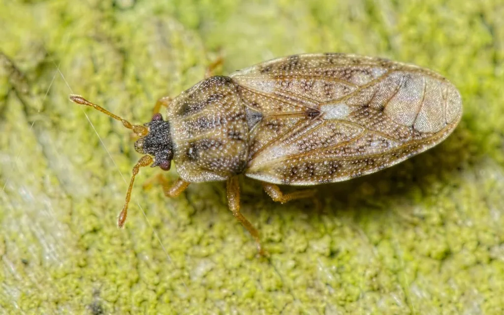Piesma maculatum - photo 2