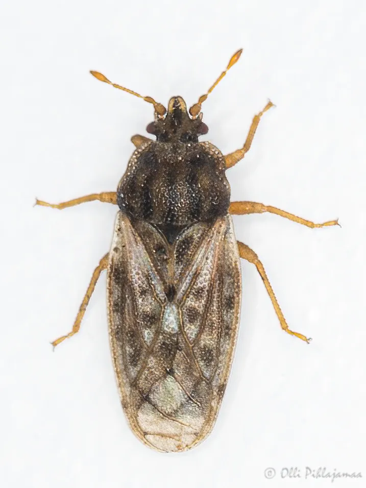 Ash-gray Leaf Bugs - photo 2