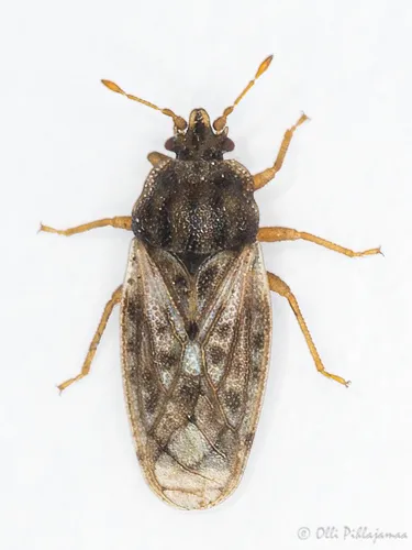 Ash-gray Leaf Bugs - photo 3