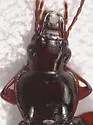 Piesmus submarginatus - photo 2