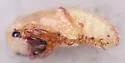 Piesmus submarginatus - photo 4